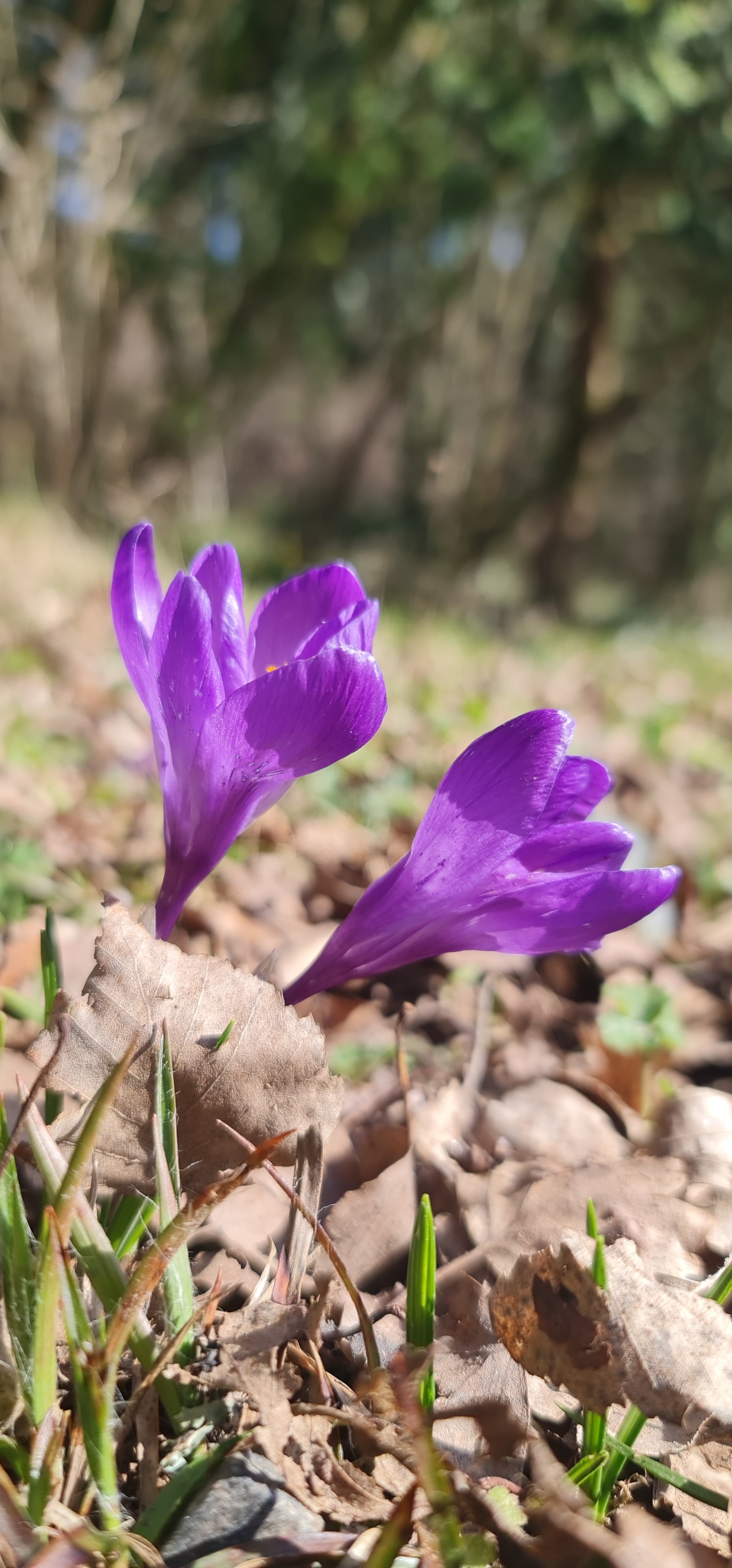 Frühblüher am Waldboden