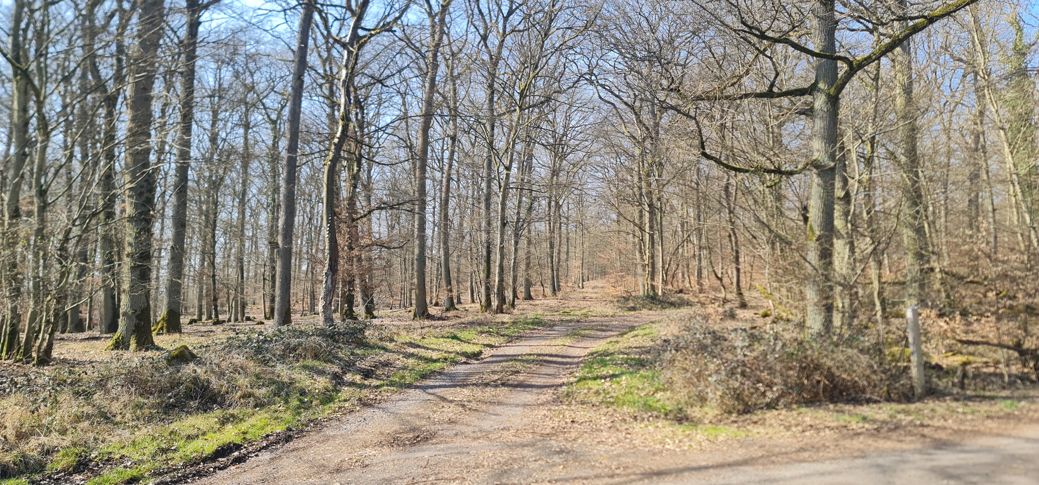 Wanderweg durch den Wald