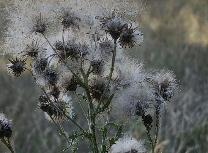 Acker-Kratzdistel komplett in Samen mit weissen Flugschirmen