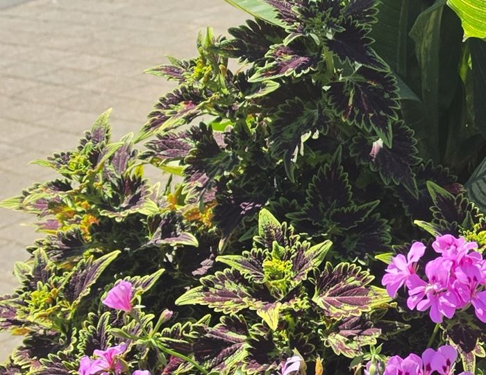 Buntnessel mit dunkelroten, grün gesaeumten Blaettern neben pinken Pelargonien