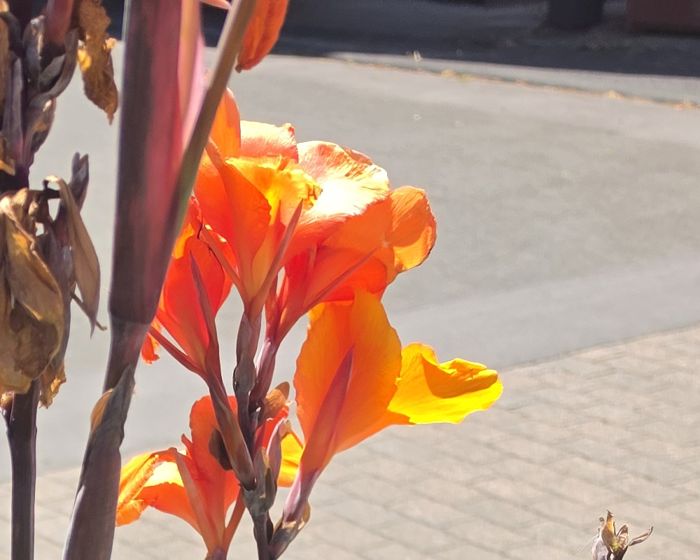 Orange Canna-Blüten auf dunklen Stängeln über gestreiften Blättern