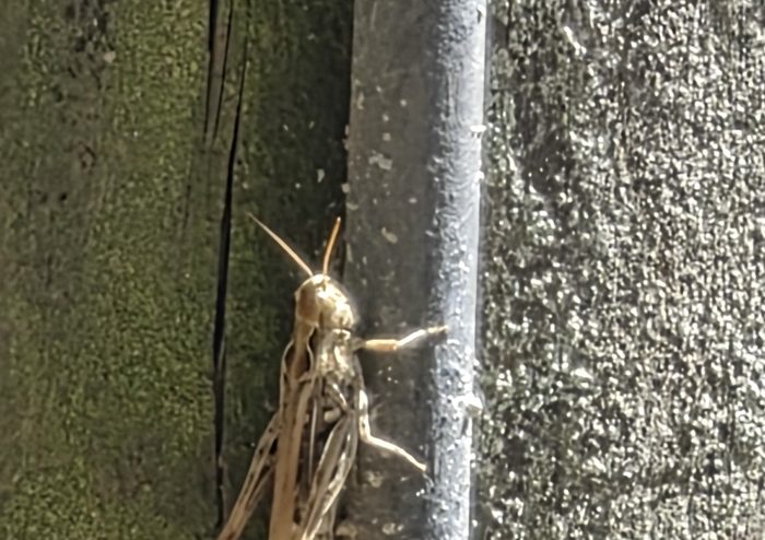Strohfarbene Feldheuschrecke auf einem Holzgelaender