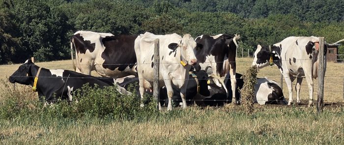 Herde schwarzbunter Holstein-Kuehe an einem Weidezaun