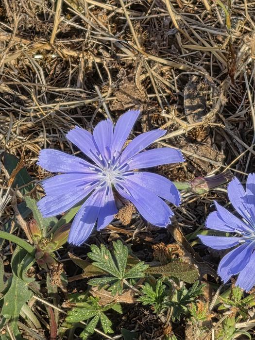 Wegwartenblüte in Nahaufnahme