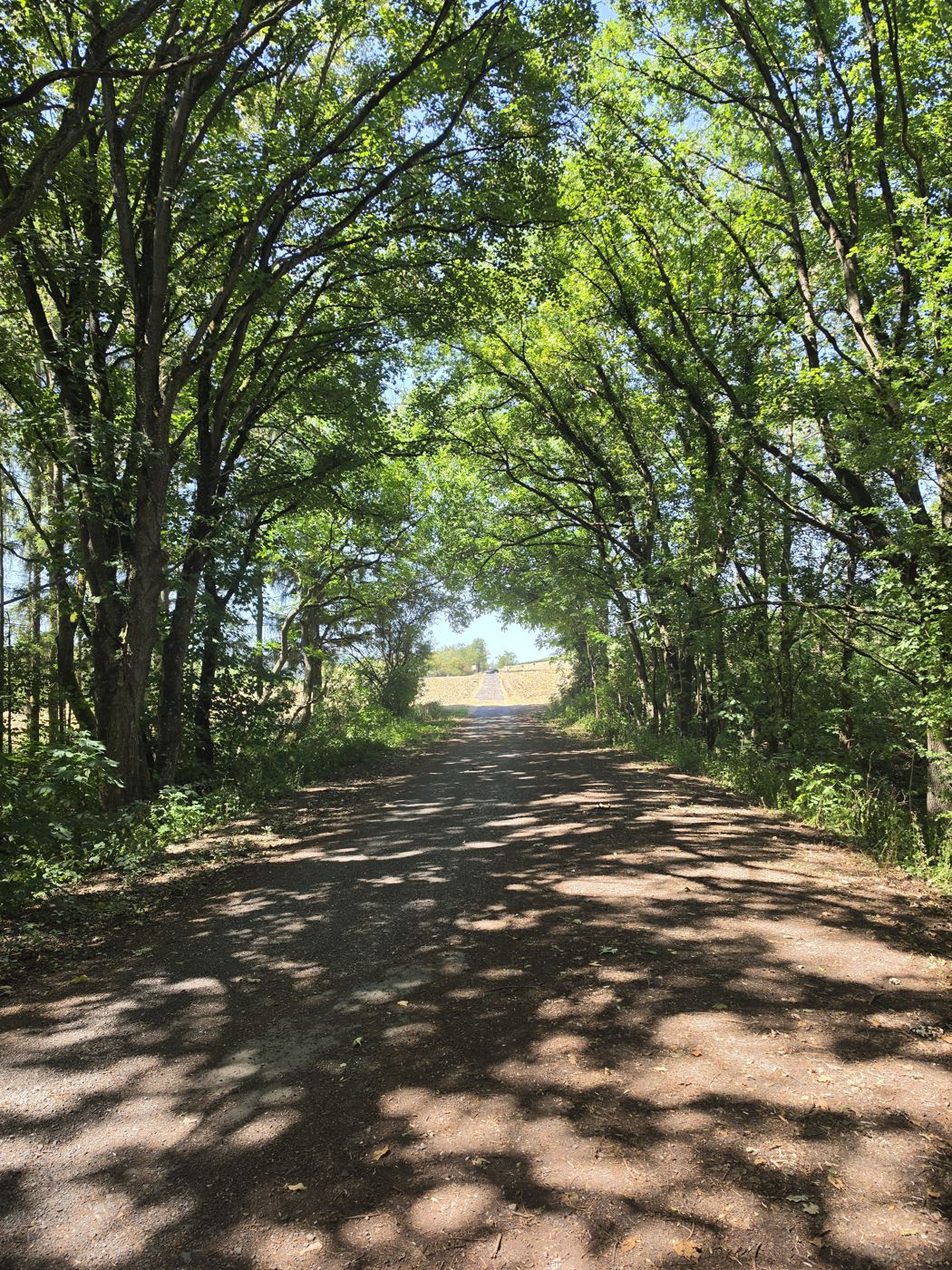 Schattige Baumallee über einem Feldweg, am Ende hell die Sonne auf einem Stoppelfeld