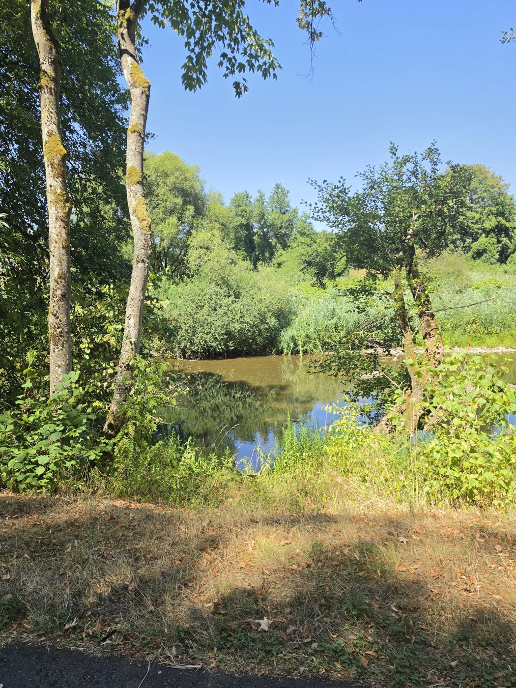 Blick durch Uferbäume auf die träge fließende Nahe im grünen Ufergrün