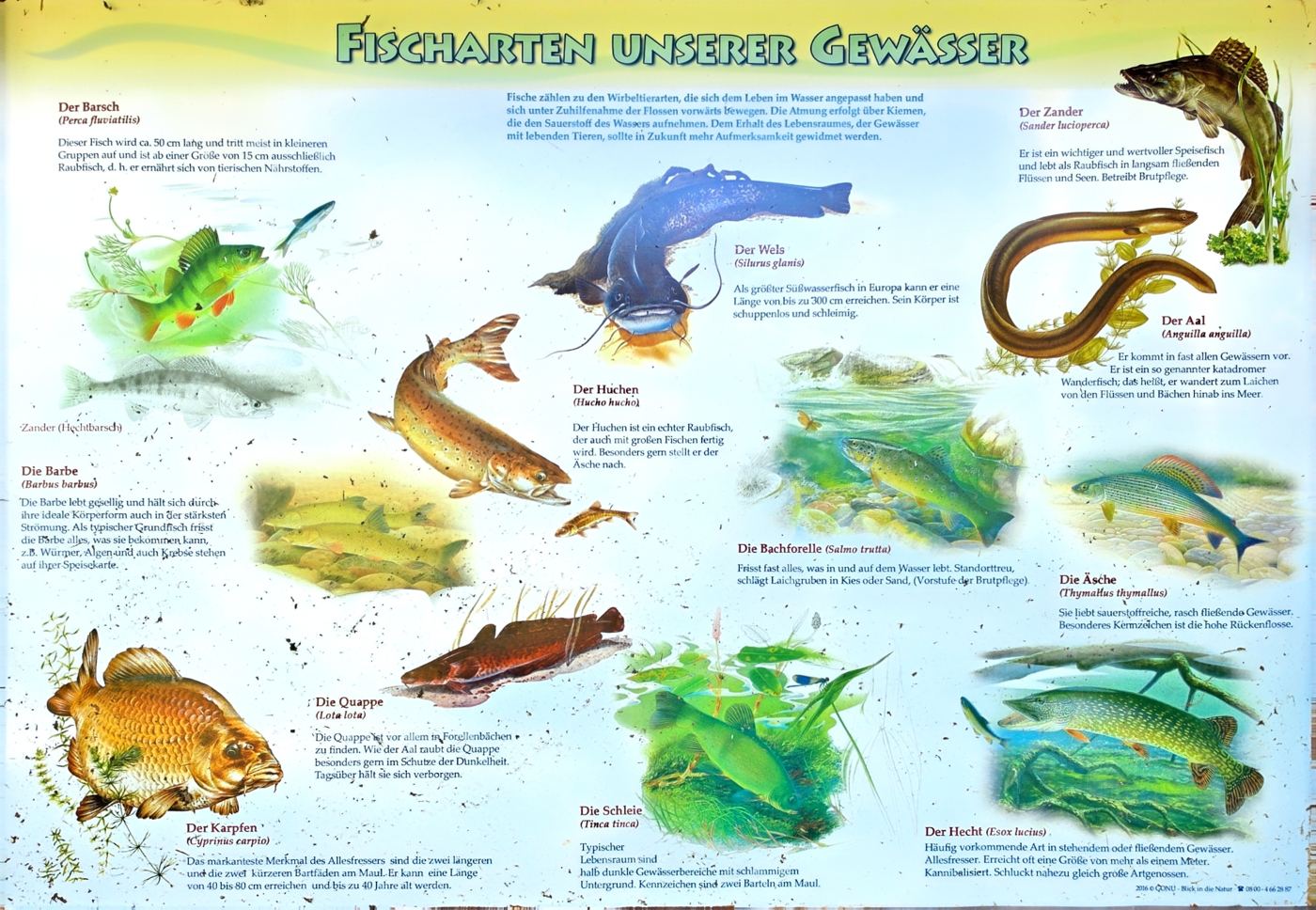 Infotafel Fischarten unserer Gewässer mit zwölf illustrierten Fischporträts