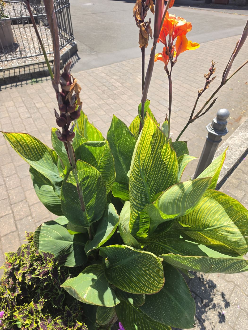Orange Canna-Blüten aus der Nähe