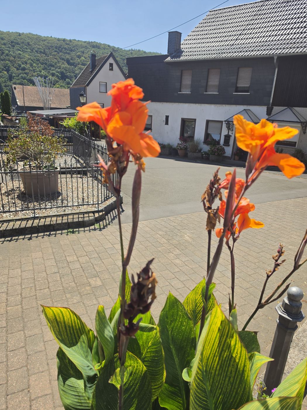 Canna-Blüten vor Häusern im Nahetal