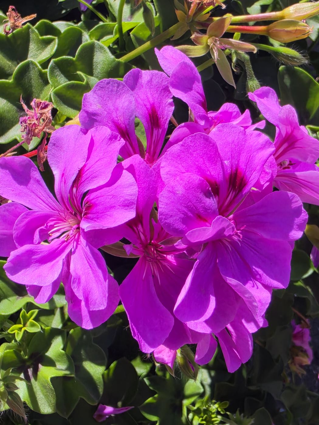 Pinke Blüten einer Efeu-Pelargonie aus der Nähe