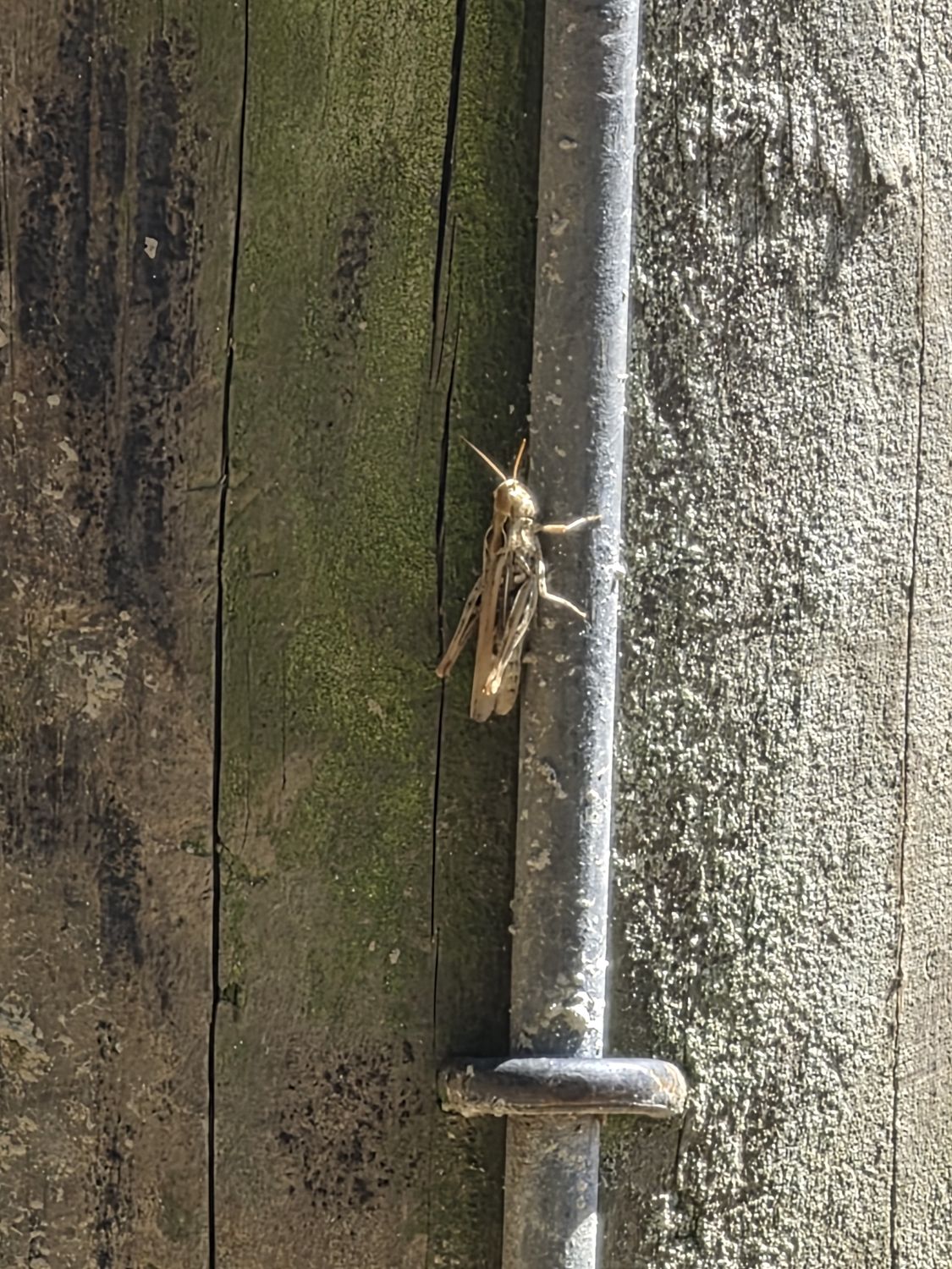 Strohfarbene Feldheuschrecke auf einem Holzgeländer