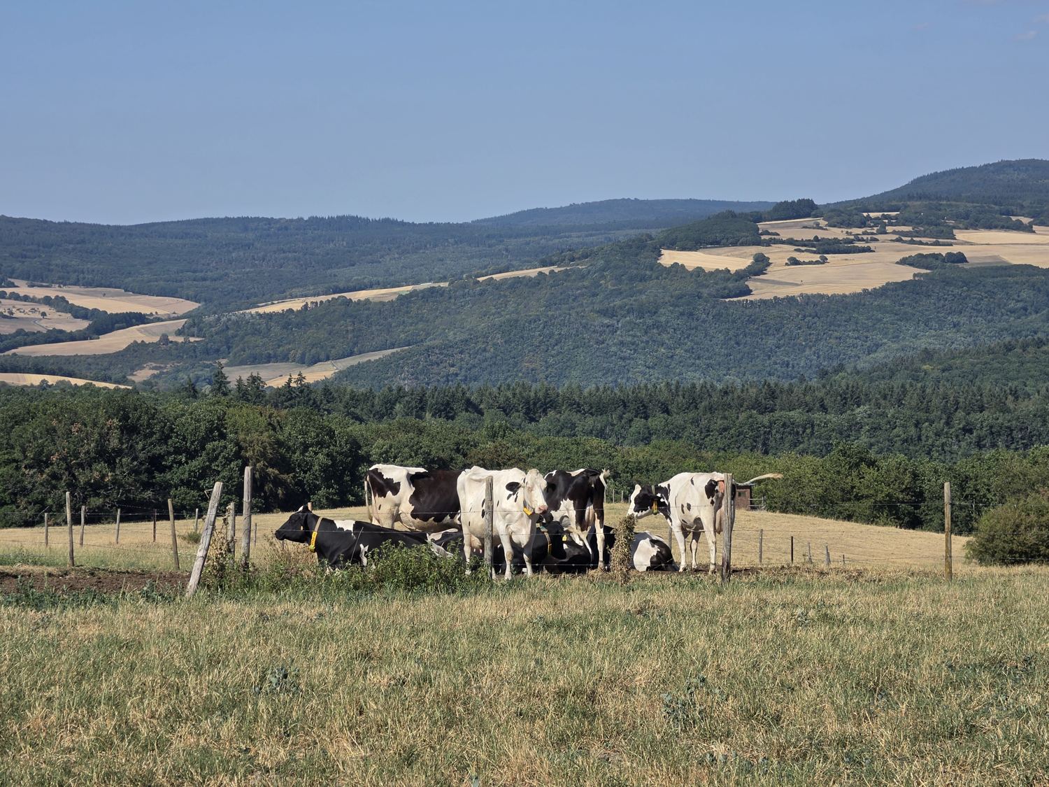 Herde Holstein-Kühe auf einer Weide, dahinter die bewaldeten Höhen des Hunsrück
