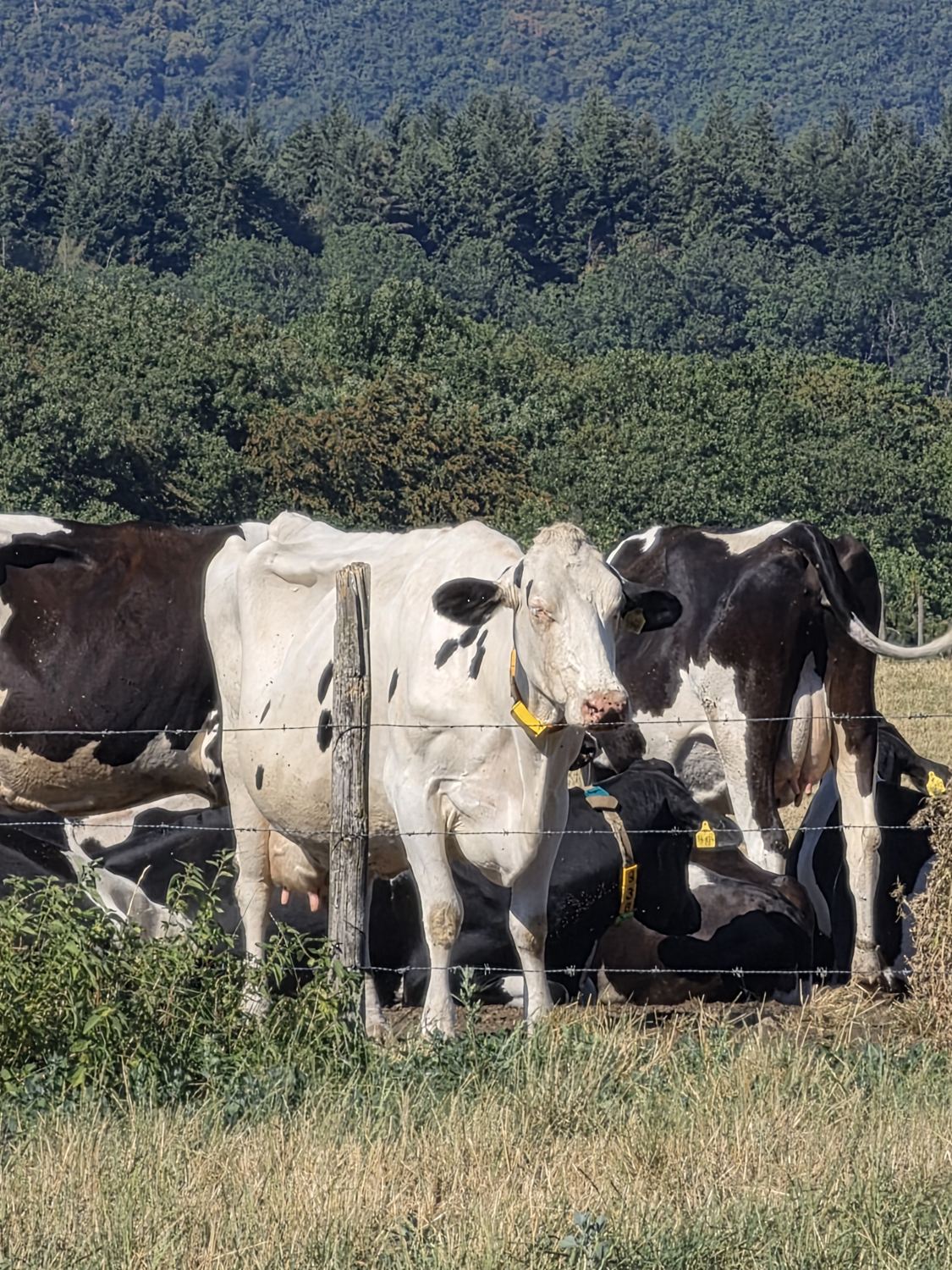 Holstein-Kühe aus der Nähe hinter dem Weidezaun