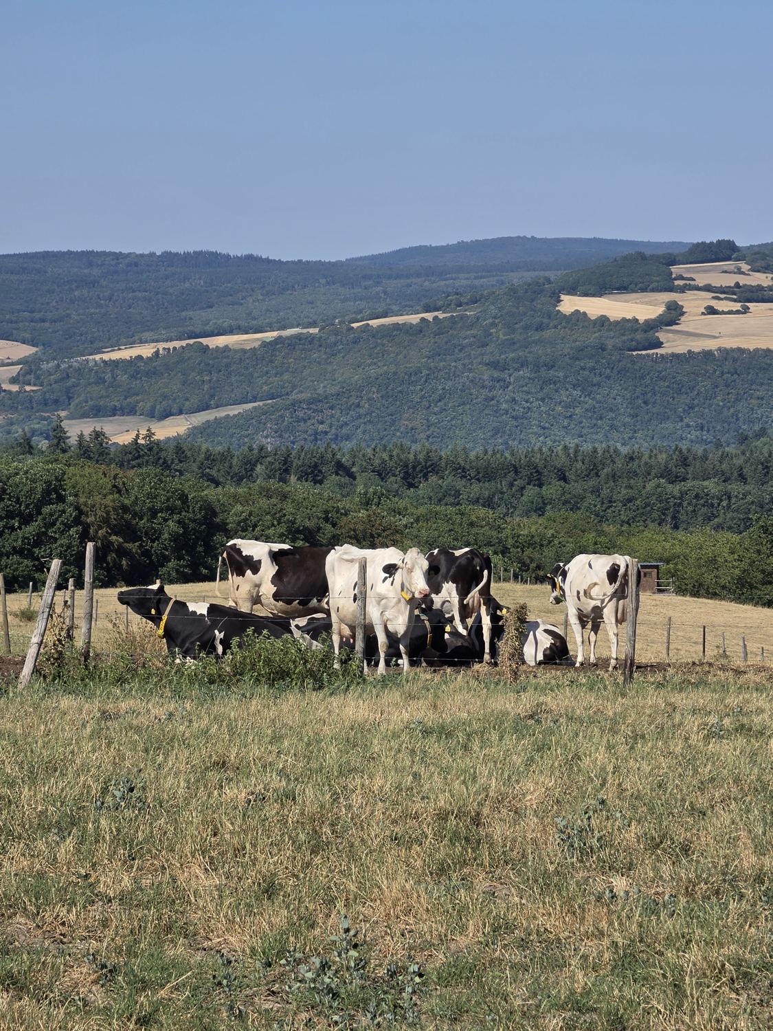 Kühe auf der Weide mit Blick über Wald und Felder