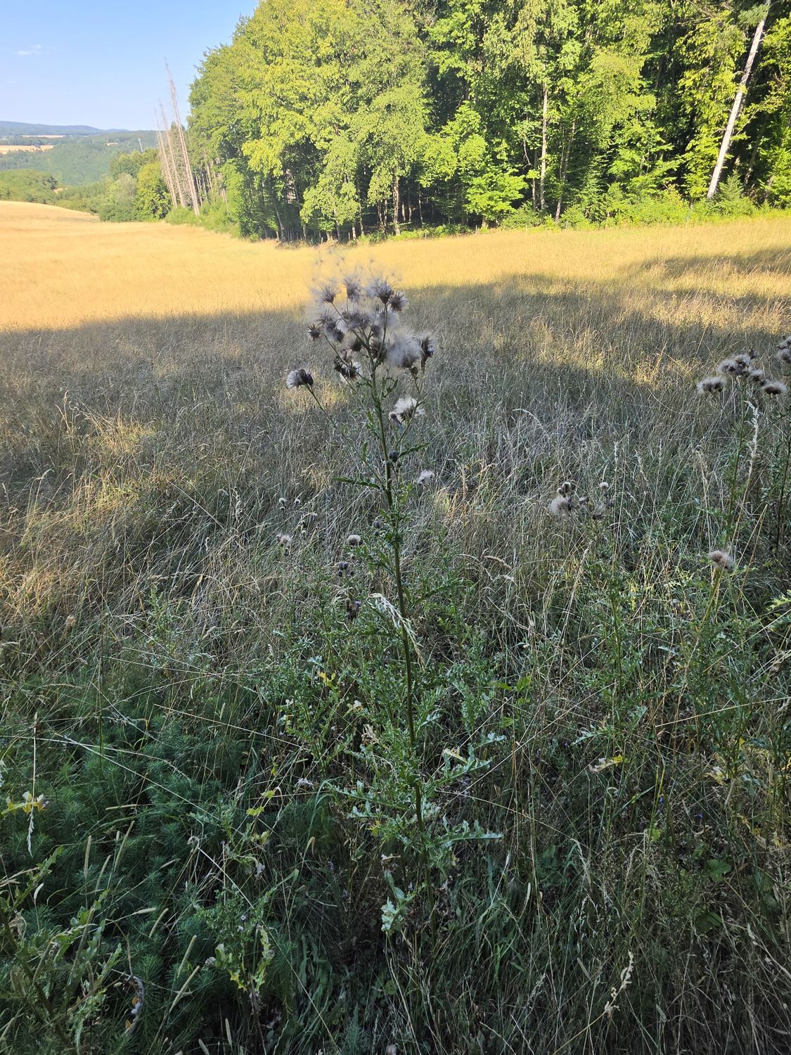 Distelbestand am sonnigen Wegrand vor Waldrand